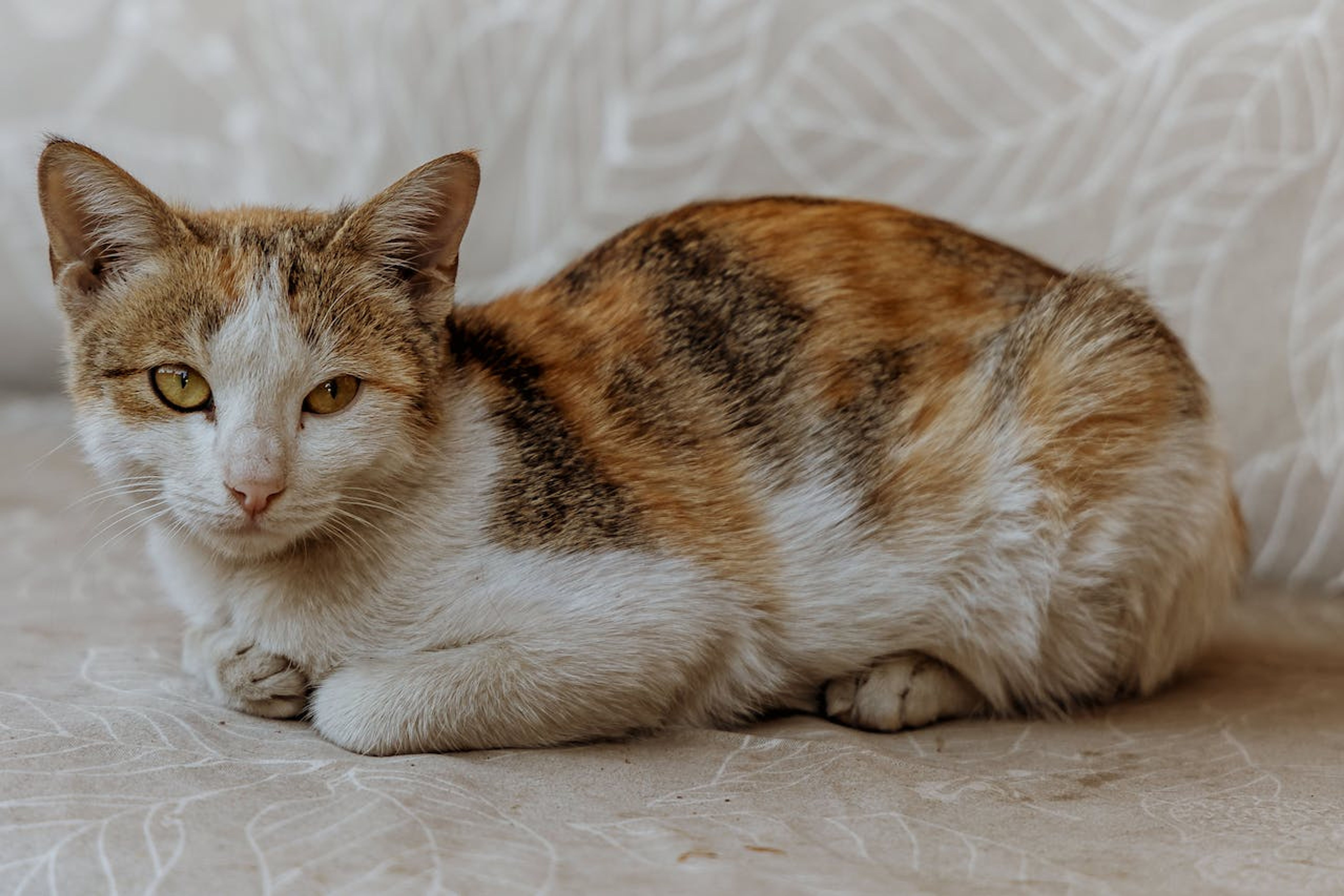 The Genetics Behind The Calico Cat 8704